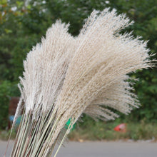 Load image into Gallery viewer, 50 Pcs Pampas Grass 30cm Dried Pompous Grass Pompass Branches